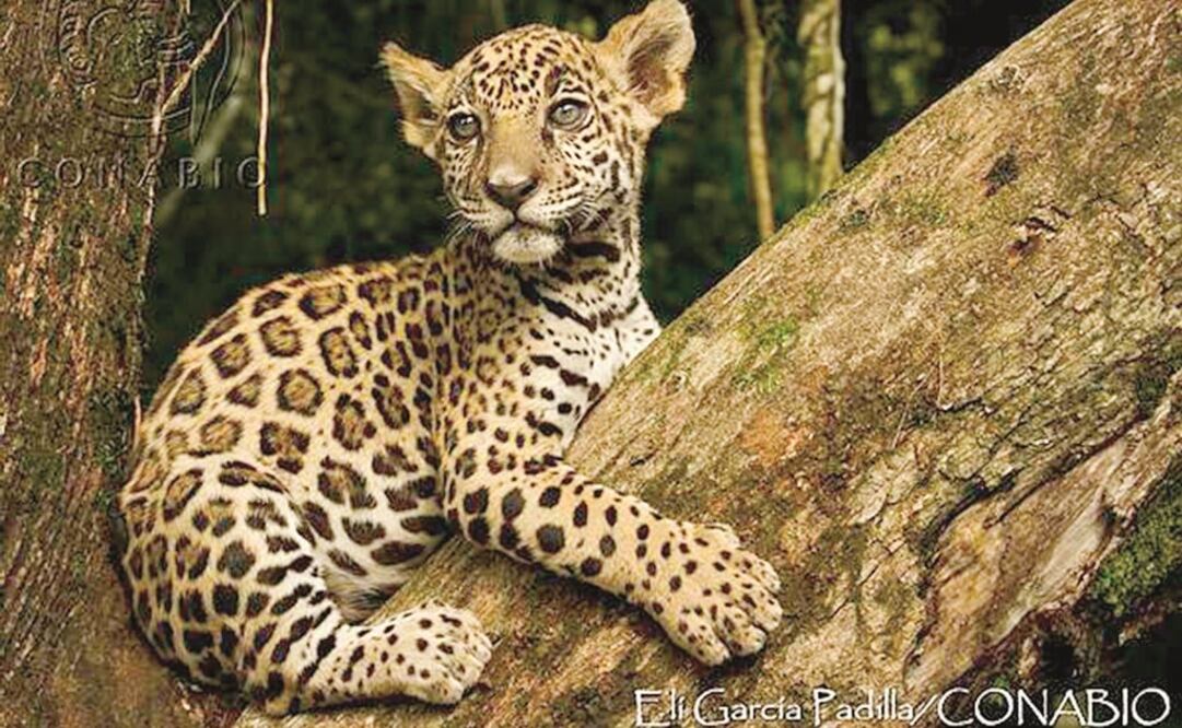 El jaguar es una especie felina que habita en las selvas de México, Centro y Sudamérica; actualmente se encuentra en peligro de extinción porque es víctima de la caza desmedida y destrucción de su territorio. (ELI GARCÍA PADILLA. CONABIO)