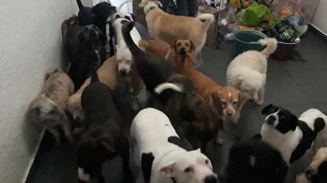 Albergue animal: los otros damnificados