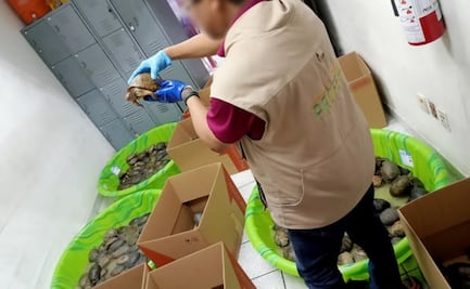 Profepa asegura 350 ejemplares de tortugas de diversas especies en Tamaulipas; iban empaquetadas como juguetes