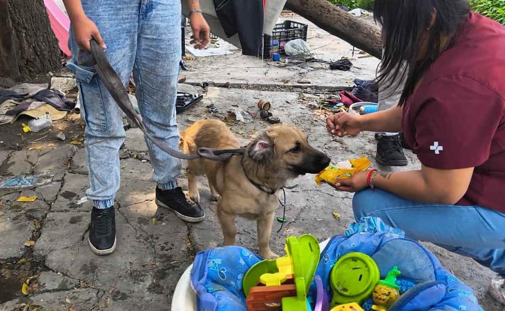 Una médica veterinaria del Centro de Atención Canina y Felina de Cuauhtémoc determinó que los perritos no mostraban lesiones. Foto: Especial