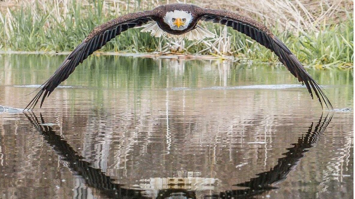 La increíble imagen del águila calva en Ontario, Canadá