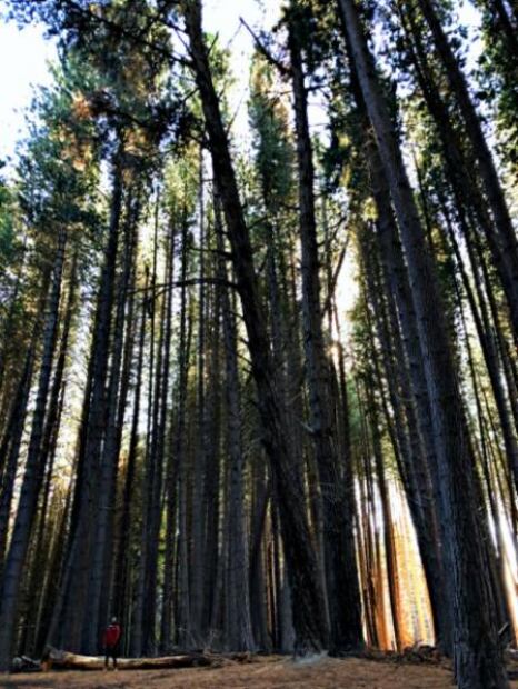 Árboles gigantes, glaciares y otras razones para viajar a Bariloche