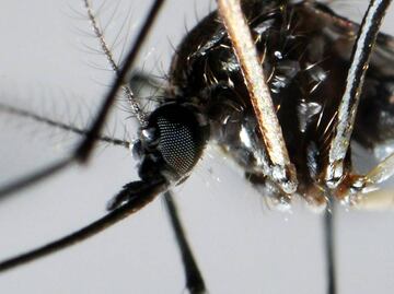 Se disparó 448% el dengue en México en último lustro