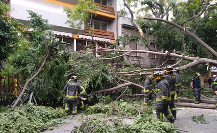 Cae árbol sobre hotel en la colonia Juárez; no hay lesionados