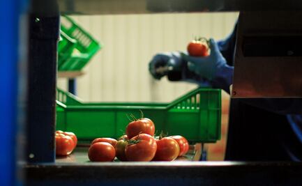 SE ofrece comunicación directa con jitomateros durante inspecciones de EU