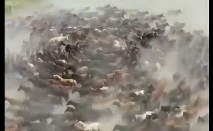 Video. Como las ovejas, ahora caballos caminan en círculos en China