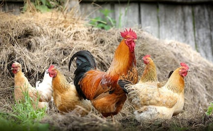 Y ahora... reportan caso humano de gripe aviar H5N1 en Colorado