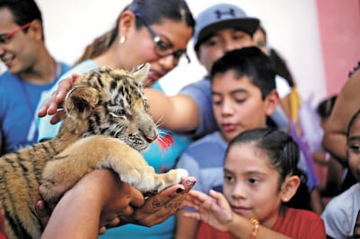 Tigres de Bengala encuentran refugio en La Pastora