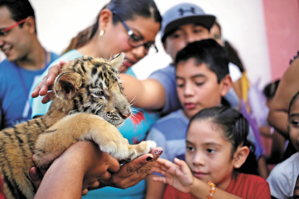 Los tigres de Bengala realizan ocasionales paseos al interior de La Pastora, lo que atrae a decenas de visitantes. Fotos/DANIEL BECERRIL. REUTERS