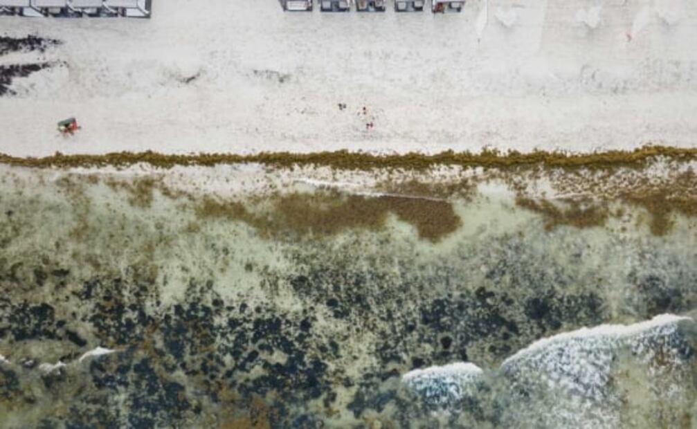 Qué pasa si nadas en una playa con sargazo