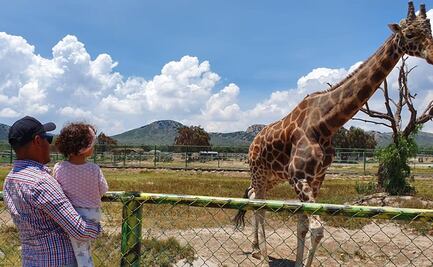 Por Covid-19, zoológico de Hidalgo pide ayuda para alimentar a sus animales