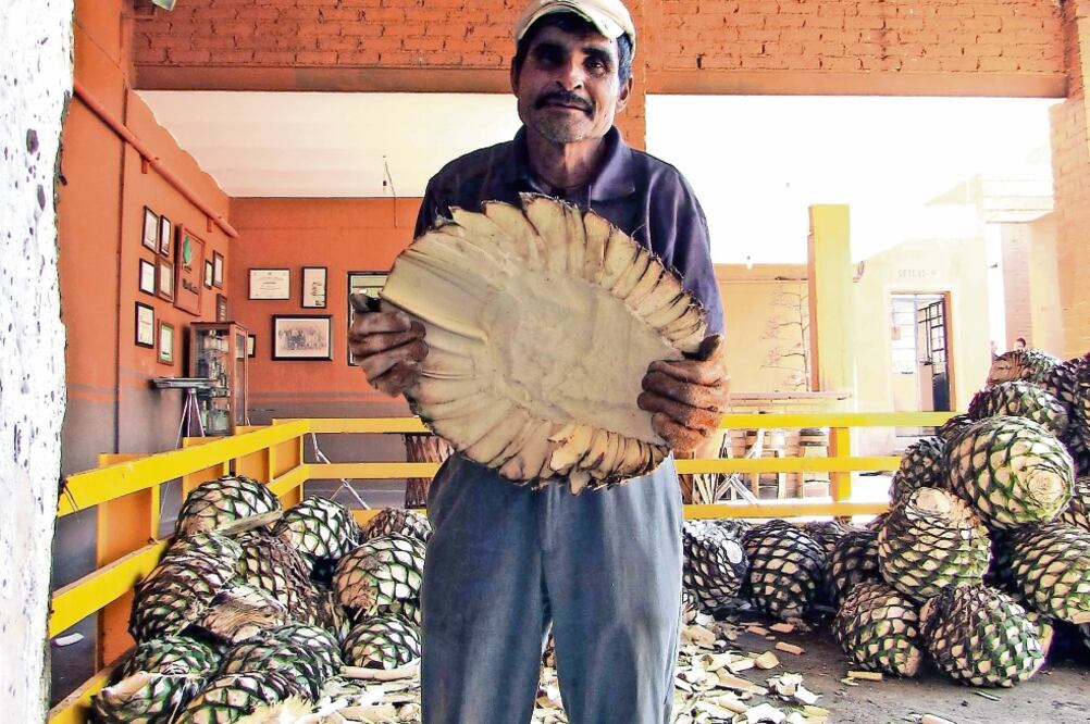 Las “piña s” de agave son jimadas y partidas antes de colocarlas en los hornos donde se hidrolizará la planta para extraer sus azúcares y destilarlos para elaborar tequila (Raúl Torres)