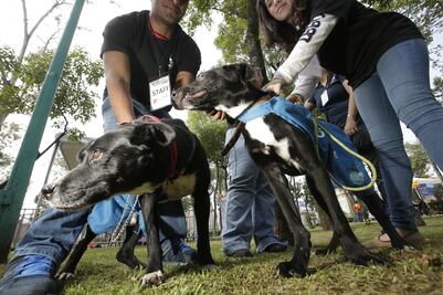 Realizan jornada de tenencia responsable de mascotas