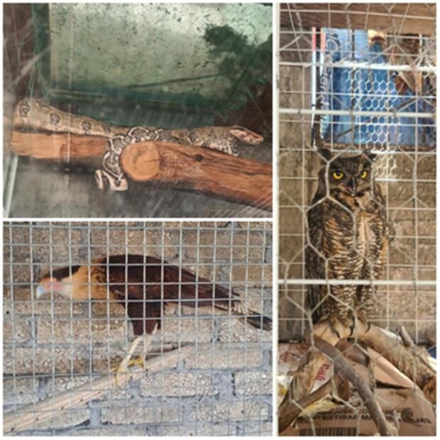 Aseguran una boa, un águila, un búho y cráneos humanos durante cateo en inmueble de Coyoacán; hay 3 detenidas