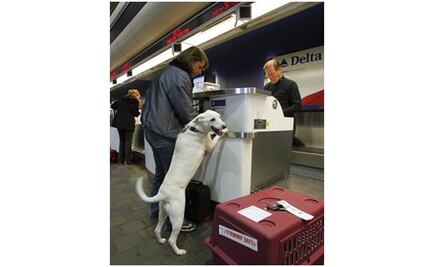 Aerolíneas deben considerar a animales como "seres vivos": Cervera 