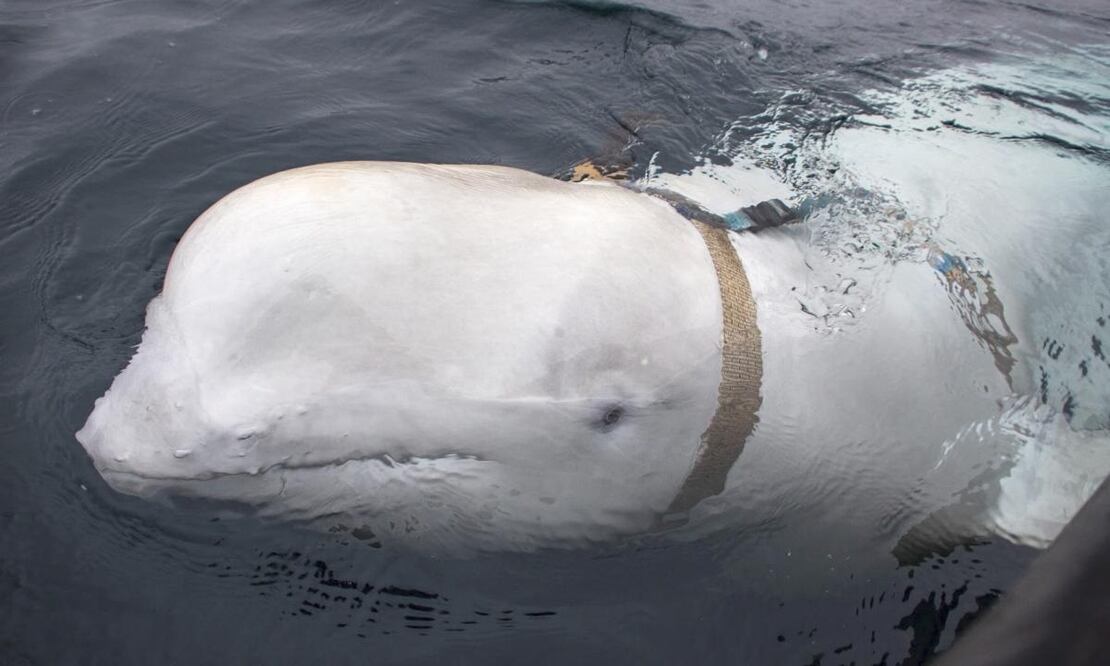 La ballena blanca con arnés, que fue descubierta por pescadores en la costa del norte de Noruega. Foto: NORWEGIAN DIRECTORATE OF FISHERIES