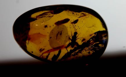 Hallan en ámbar un fósil de mosca