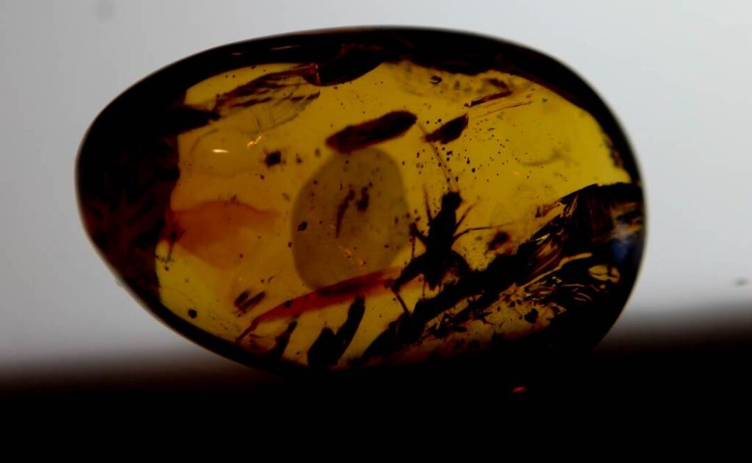 Pertenecían a una familia que se extinguió antes que los dinosaurios. Foto: Archivo