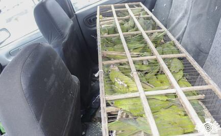 Aseguran 130 loros y detienen a dos sujetos en Puebla