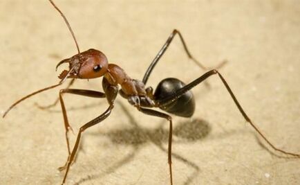 Las hormigas usan el sol y su memoria para orientarse