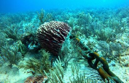 Alistan protesta en Puerto Morelos por destrucción de corales por buque con materiales para el Tren Maya