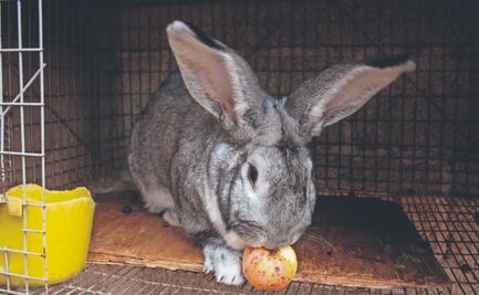 Conejo gigante el atractivo de Toluca