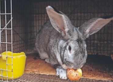 Conejo gigante el atractivo de Toluca