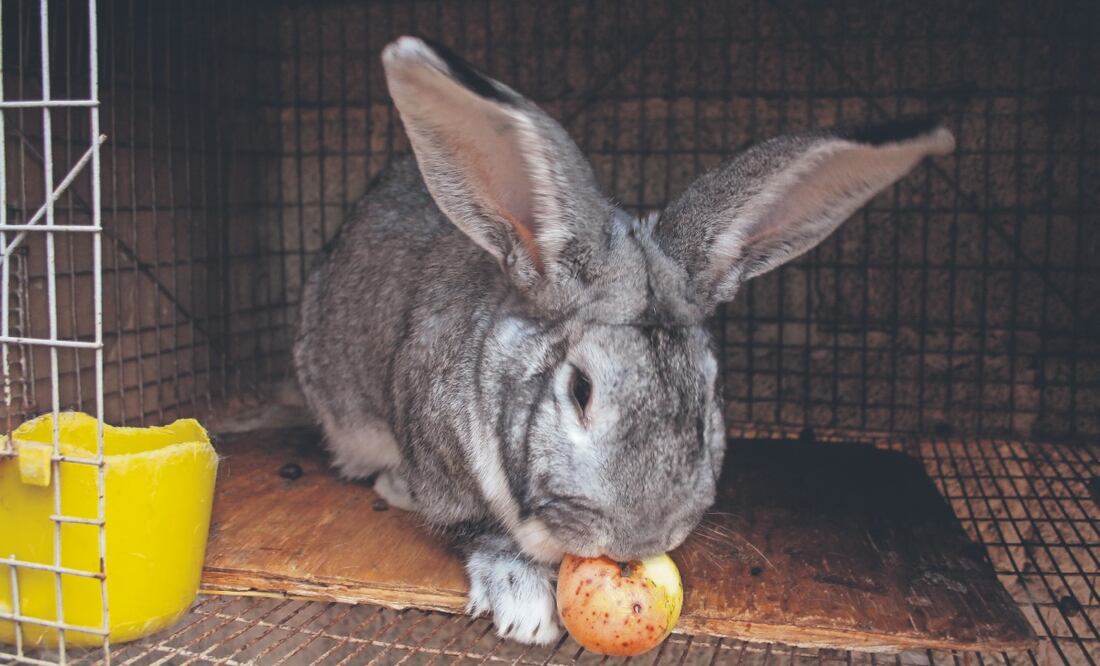 El conejo gigante de Flandes ha dejado de ser una simple curiosidad para convertirse en un fenómeno en Toluca. Foto: de Arturo Contreras. El Universal