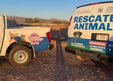 Denuncian ataque contra cuatro perritos en Chihuahua; los arrojaron a chapopote caliente