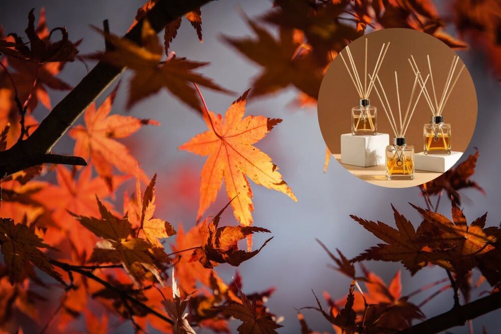 Aprende paso a paso cómo hacer aromatizante casero. Foto: Pexels