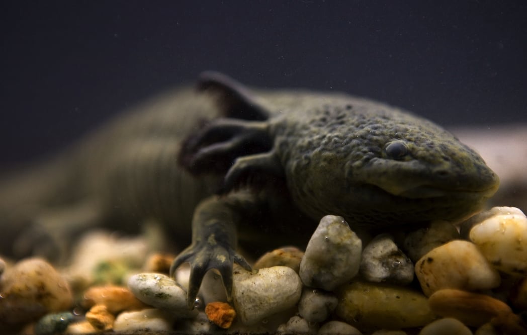 An Axolotl salamander, or Ambystoma mexicanum, swims in a tank – Photo: Dario Lopez-Mills/AP