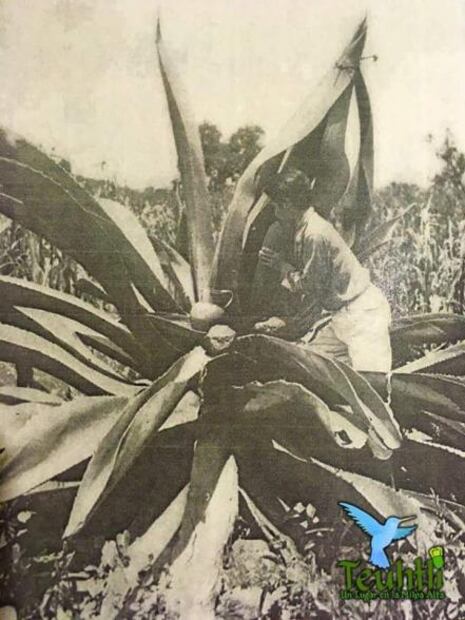 ¿Desaparece la tradición del pulque en Milpa Alta?