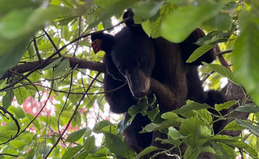 Foto: Protección Civil de Nuevo León