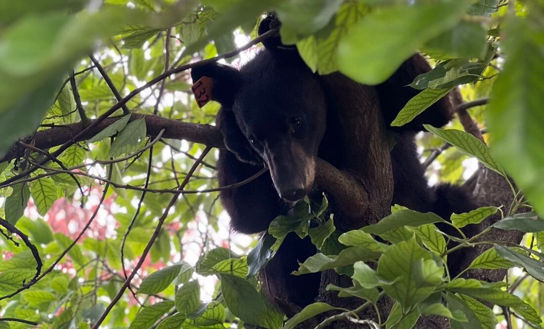 Foto: Protección Civil de Nuevo León