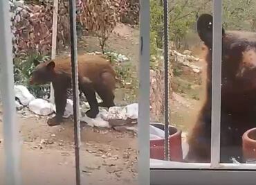 Protección Civil de Sonora alerta por avistamiento de oso; el animal fue captado merodeando una vivienda en Nacozari