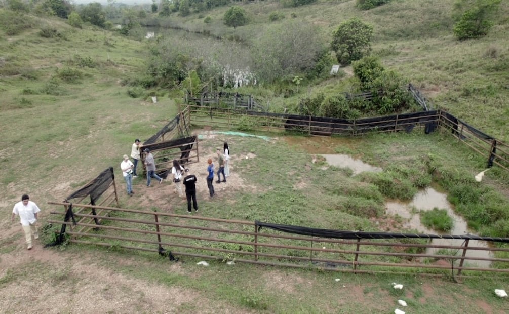 México critica sacrificio de hipopótamos en Colombia. Foto: Especial