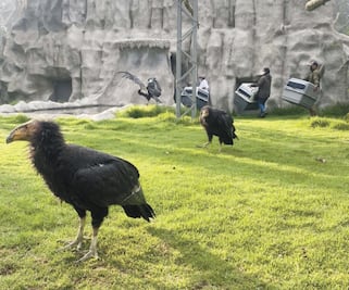 Llegan cóndores a parque Ecológico Zacango