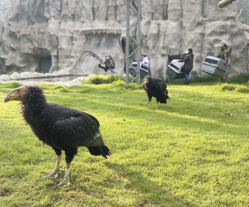 En unos días, los visitantes al zoológico de Zacango tendrán la oportunidad de conocer y aprender sobre los cóndores. Foto: Especial
