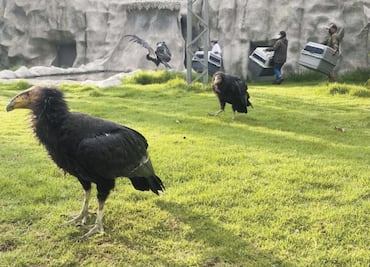 Llegan cóndores a parque Ecológico Zacango