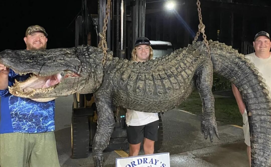 En Carolina del Sur, capturaron un cocodrilo gigante de casi cuatro metros de largo. Foto: Cortesía El Nuevo Herald