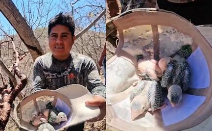 ¿Quién es “Luis mi Padre Hermoso”?; acusan a tiktoker de saquear nido de pericos en peligro de extinción