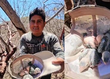 ¿Quién es “Luis mi Padre Hermoso”?; acusan a tiktoker de saquear nido de pericos en peligro de extinción