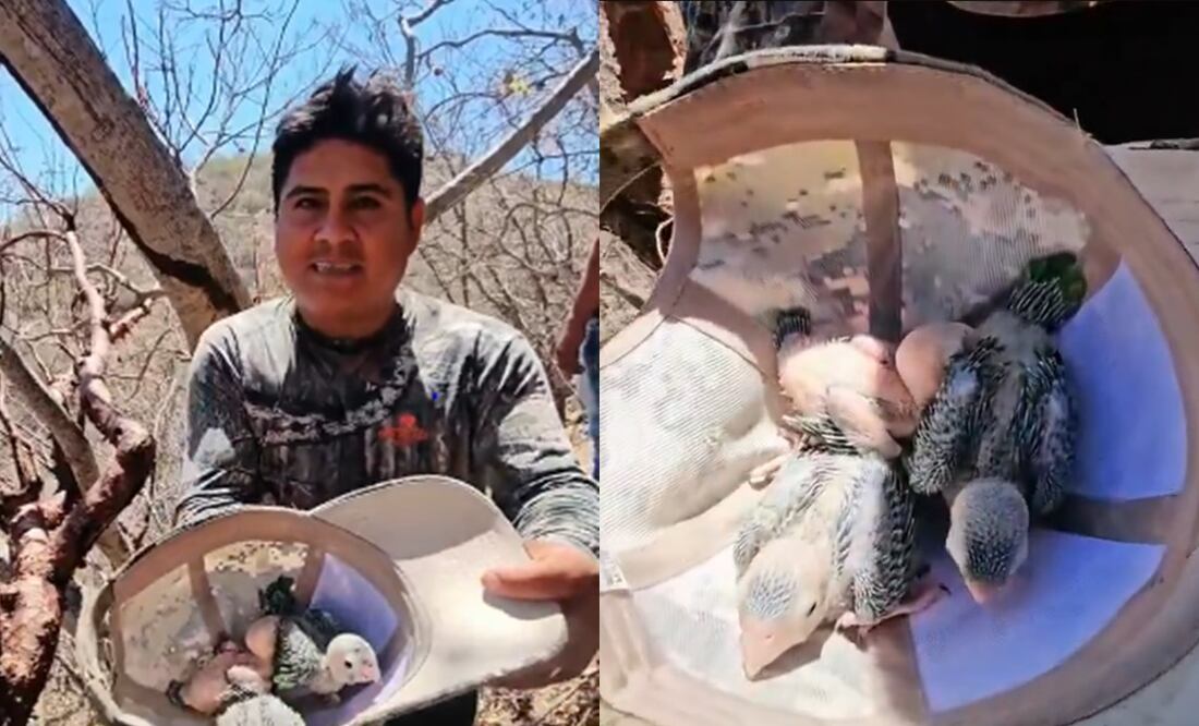 "Luis mi Padre Hermoso", fue denunciado a la Profepa. Foto: Redes Sociales