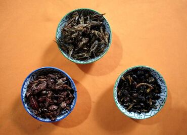 Hormigas, cucarachas y grillos: un manjar con sabor a "papitas tostadas"