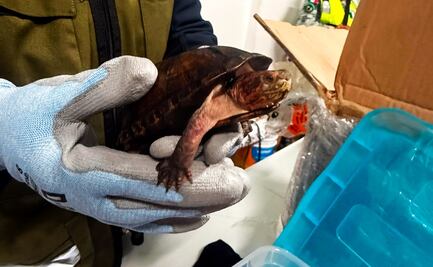 Profepa denuncia ante la FGR caso de 774 tortugas traficadas como cosméticos; fueron halladas en el aeropuerto de Tijuana