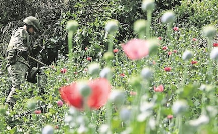 Destruyen sembradío de amapola en Oaxaca