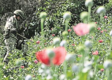 Destruyen sembradío de amapola en Oaxaca