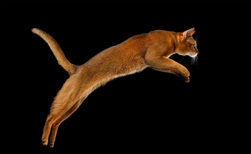 Los gatos tienen una increíble habilidad innata que les permite siempre caer de pie. Foto: The International Cat Association