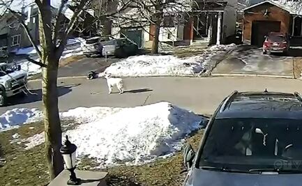 Perro detiene a conductor en Canadá para pedir ayuda tras desmayo de su dueña