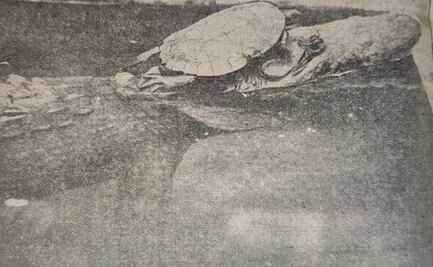 Hace 100 años, un peculiar inquilino aterrorizó a Chapultepec: un caimán